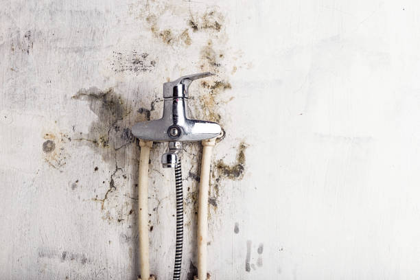  Port Angeles East, WA Mold Removal Pros