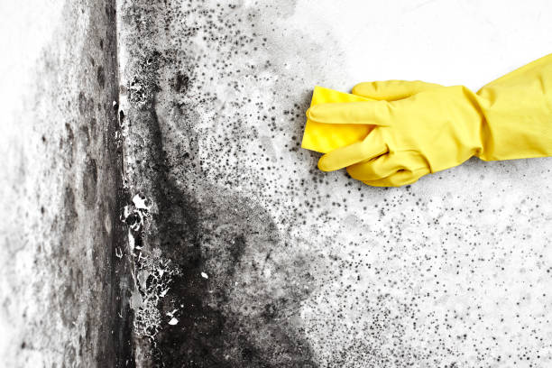 Best Emergency Mold Remediation in Port Angeles East, WA