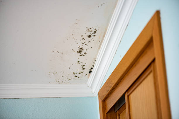 Best Black Mold Remediation in Port Angeles East, WA