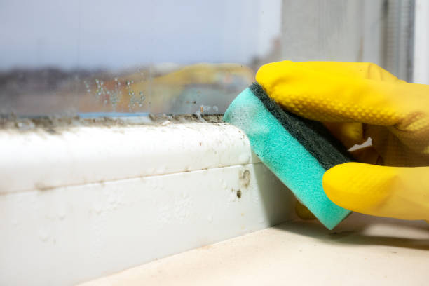 Best White Mold Remediation in Port Angeles East, WA