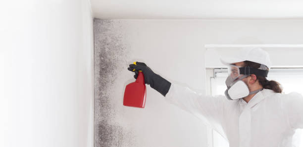 Best Preventive Mold Services in Port Angeles East, WA