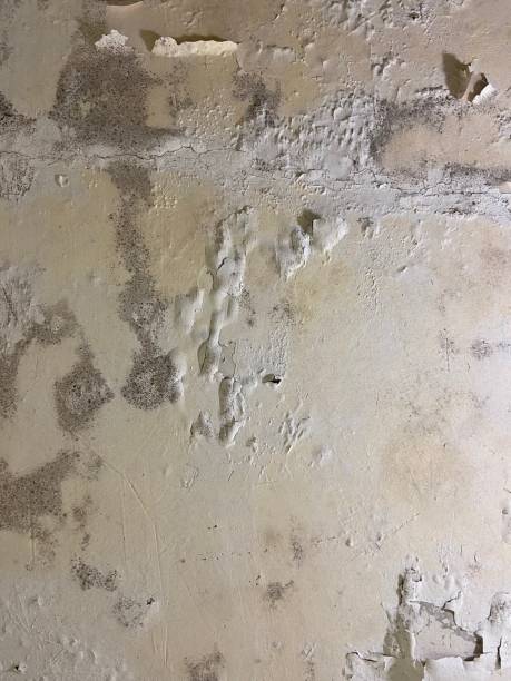 Best Residential Mold Remediation in Port Angeles East, WA