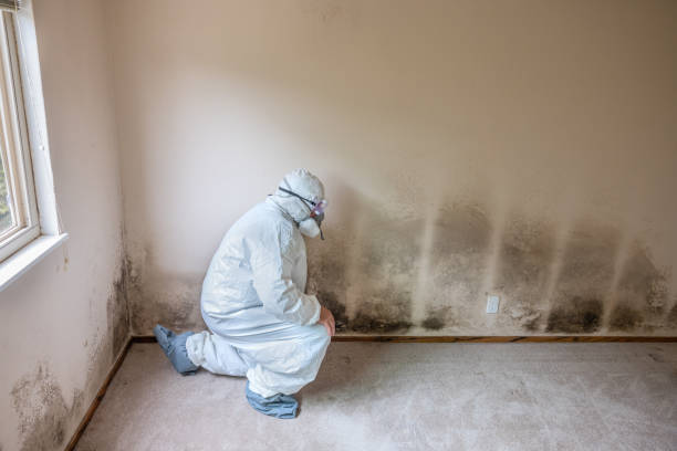 Best Post-Remediation Services in Port Angeles East, WA