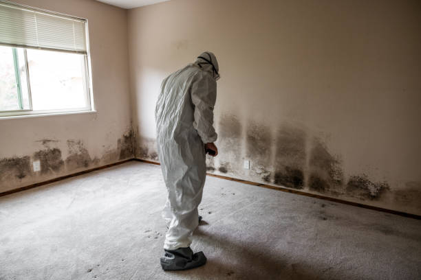 Best Mold Remediation for Schools in Port Angeles East, WA