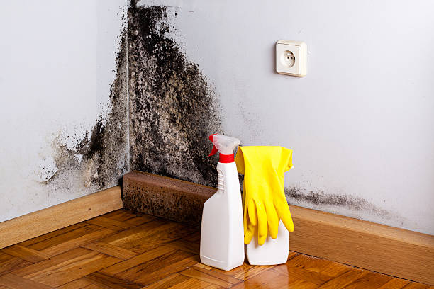 Best Mold Remediation for Schools in Port Angeles East, WA