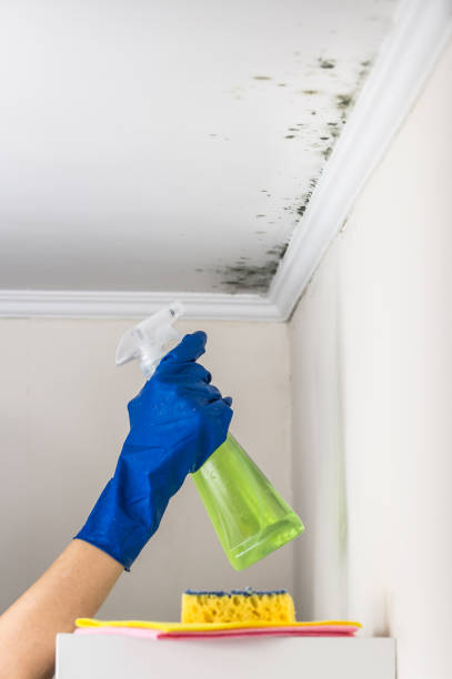 Best DIY Mold Remediation Support Services in Port Angeles East, WA